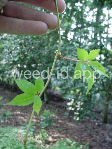 Virginia-creeper